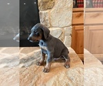 Puppy Blue Boy Two Doberman Pinscher