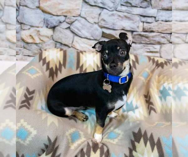 Medium Photo #3 Chihuahua-Unknown Mix Puppy For Sale in Kennesaw, GA, USA