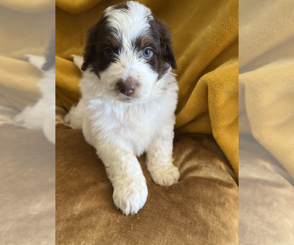 Medium Photo #1 Aussiedoodle Puppy For Sale in CHANDLER HEIGHTS, AZ, USA
