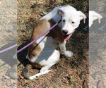 Small Photo #2 Argentinian Mastiff-Great Pyrenees Mix Puppy For Sale in Bandera, TX, USA