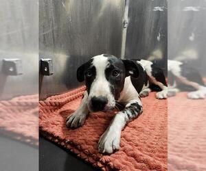 Catahoula Leopard Dog-Unknown Mix Dogs for adoption in San Antonio, TX, USA