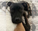 Small #5 American Pit Bull Terrier-American Staffordshire Terrier Mix