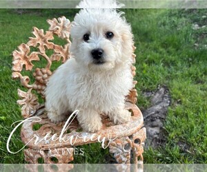 Poovanese Puppy for Sale in NIANGUA, Missouri USA