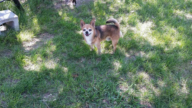 Medium Photo #1 Chihuahua Puppy For Sale in PHILLIPSBURG, KS, USA