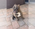 Small Photo #4 American Bully Puppy For Sale in PHOENIX, AZ, USA