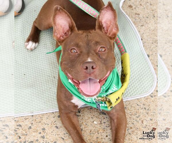 Medium Photo #4 Mutt Puppy For Sale in Washington, DC, USA