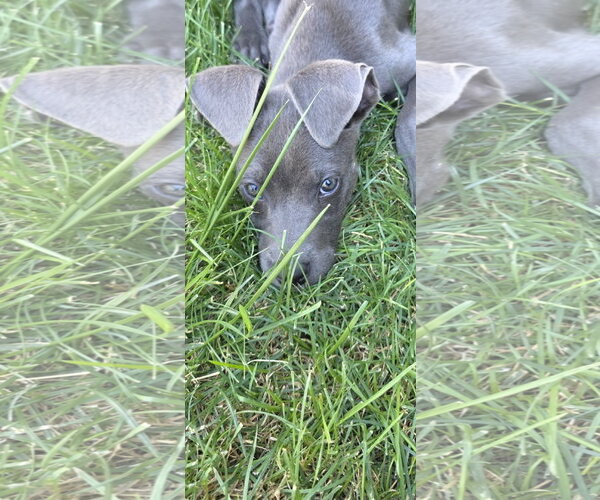 Medium Photo #3 American Pit Bull Terrier-Unknown Mix Puppy For Sale in Sandy, UT, USA