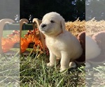 AKC Ready to Go - Male Golden Retriever Puppy for Sale - Photo #4