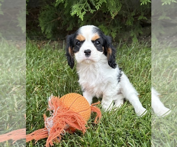 Medium Photo #1 Cavalier King Charles Spaniel Puppy For Sale in MIDDLEBURY, IN, USA