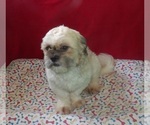 Small #2 Shih Tzu