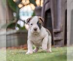 Small #3 Boxer Mix