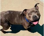 Small #1 American Pit Bull Terrier