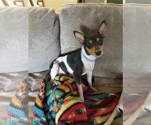 Mother of the Fox Terrier (Smooth)-Rat Terrier Mix puppies born on 05/01/2026