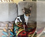 Small Photo #1 Fox Terrier (Smooth)-Rat Terrier Mix Puppy For Sale in PLACERVILLE, CA, USA