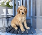 Small #4 Goldendoodle