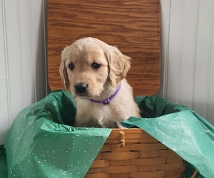Golden Retriever Puppy for sale in THOMASTON, ME, USA