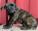 Small Photo #10 Cane Corso Puppy For Sale in COTTAGE GROVE, OR, USA