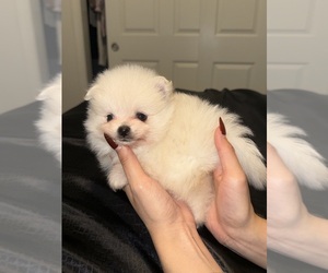 Pomeranian Puppy for sale in FRESNO, CA, USA