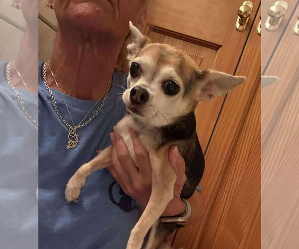 Medium Photo #36 Chihuahua-Unknown Mix Puppy For Sale in Boonton, NJ, USA