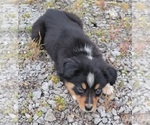 Puppy 8 Australian Shepherd