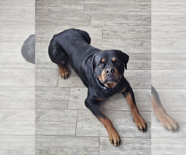 Medium Photo #1 Rottweiler Puppy For Sale in Gilbert, AZ, USA
