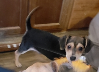 Dachshund Puppy for sale in TYLER, TX, USA