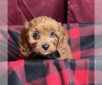 Small Photo #7 Cavapoo Puppy For Sale in DUNDEE, OH, USA