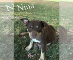Small #5 Labrador Retriever-Staffordshire Bull Terrier Mix