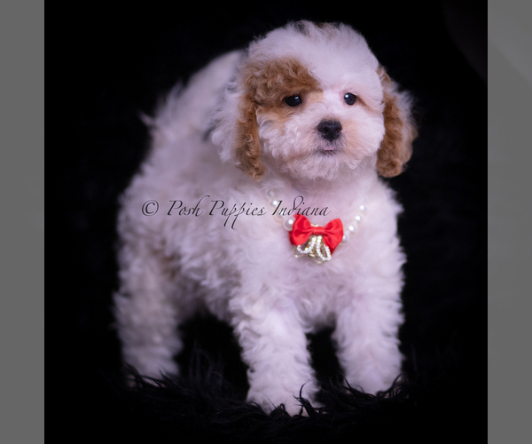 Medium Photo #4 Maltipoo (Miniature) Puppy For Sale in WARSAW, IN, USA