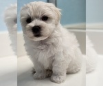 Puppy Puppy 3 Maltese