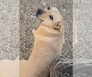 Chihuahua-Unknown Mix Dogs for adoption in Estherville, IA, USA