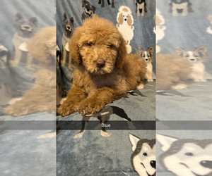 Medium Poodle (Standard)