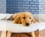 Small #2 Golden Retriever