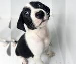 Small Mutt