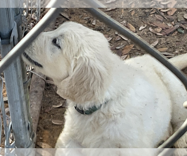 Medium Photo #9 Golden Retriever Puppy For Sale in CAMILLA, GA, USA
