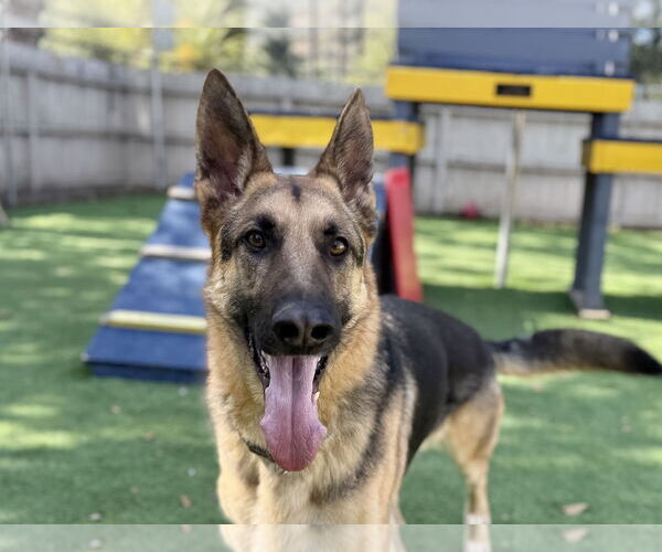 Medium Photo #1 German Shepherd Dog Puppy For Sale in San Diego, CA, USA