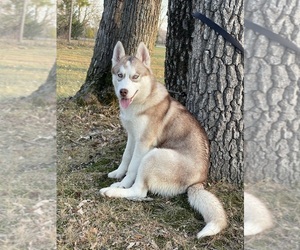 Mother of the Siberian Husky puppies born on 04/17/2025