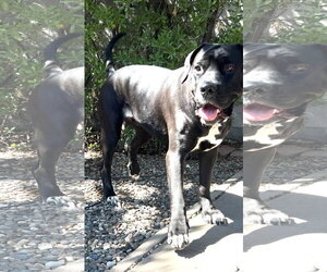 Mabel - Female Mastiff Dog for Adoption - Photo #2