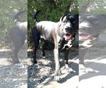 Small Photo #2 Mastiff Puppy For Sale in Goodyear, AZ, USA