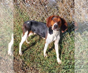 Treeing Walker Coonhound Dogs for adoption in Lake City, MI, USA