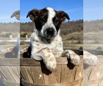 Small Photo #2 Australian Cattle Dog-Red Heeler Mix Puppy For Sale in HILLSBORO, WI, USA