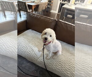 Lucy - Female Poodle (Miniature)-Unknown Mix Dog for Adoption - Photo #2