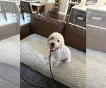 Small Photo #2 Poodle (Miniature)-Unknown Mix Puppy For Sale in Mooresville, NC, USA