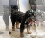 Small Photo #1 Bernedoodle Puppy For Sale in DORAL, FL, USA