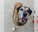 Small #2 Anatolian Shepherd Mix