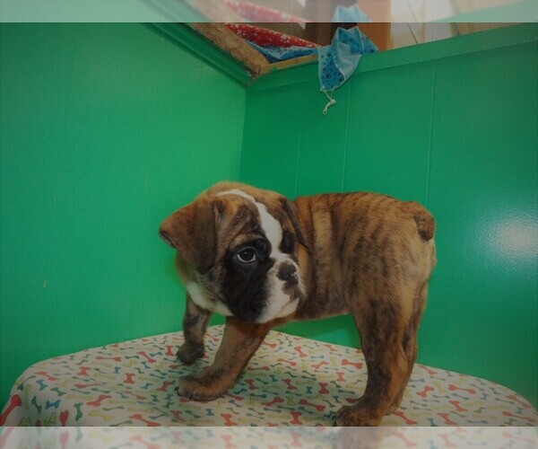 Medium Photo #5 Beabull Puppy For Sale in PATERSON, NJ, USA