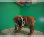 Small Photo #5 Beabull Puppy For Sale in PATERSON, NJ, USA