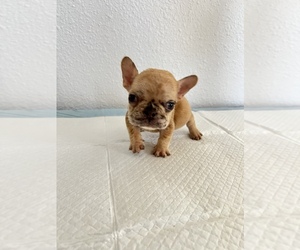 French Bulldog Dog for Adoption in BAKERSFIELD, California USA