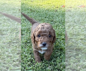 Medium Goldendoodle (Miniature)