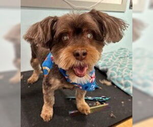 Shih Tzu-Unknown Mix Dogs for adoption in Wakefield, RI, USA